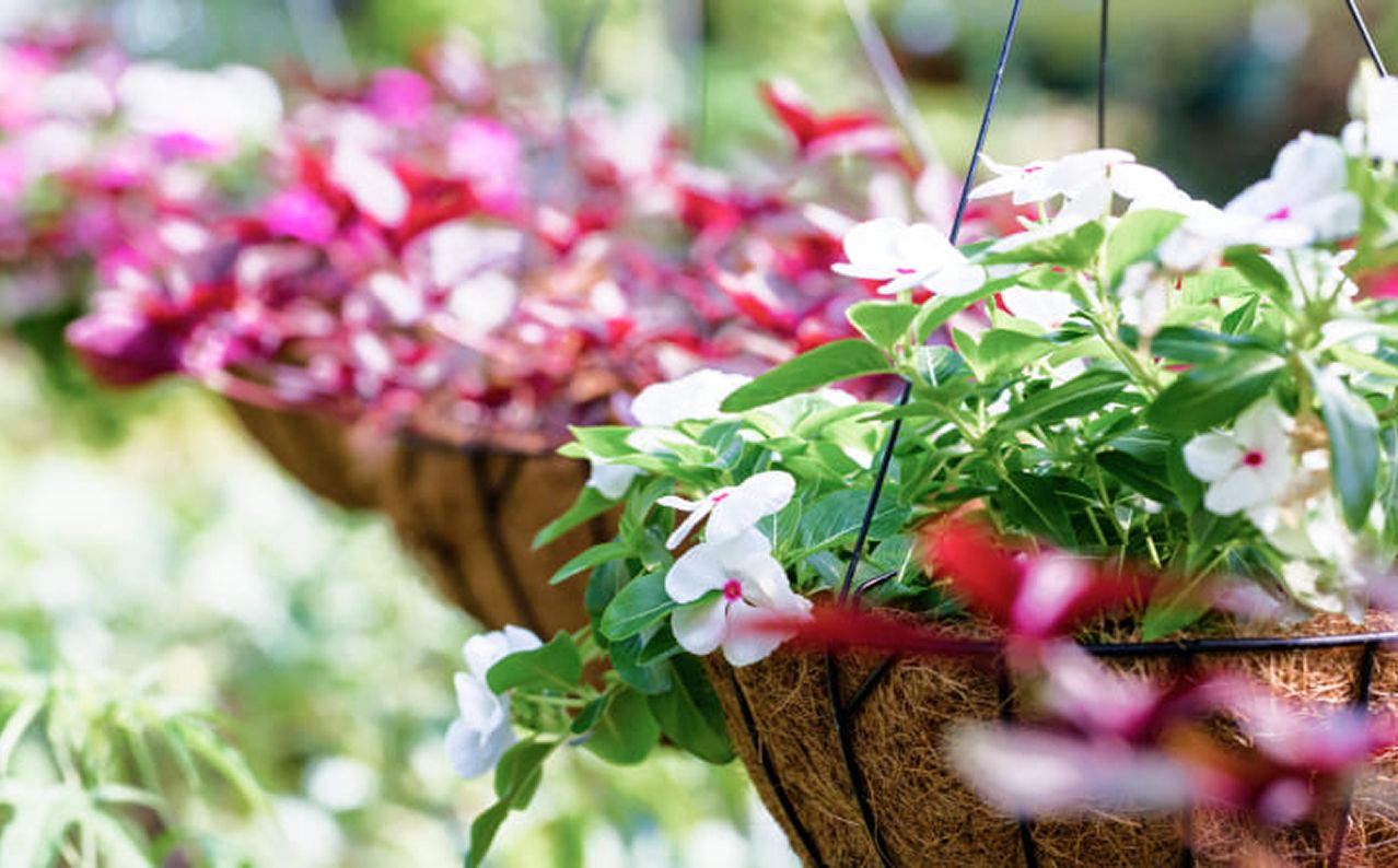 Hängende Blumenampeln mit roten, rosa und weißen Blüten