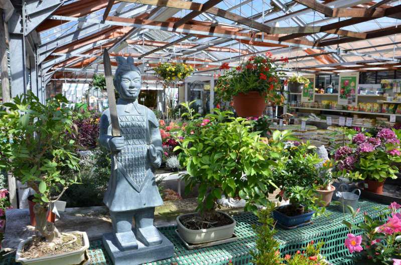 Pflanzen und Bonsai-Bäume in einem Gewächshaus mit chinesischer Statue