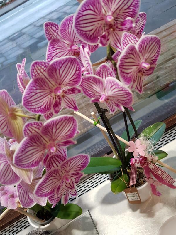 Nahaufnahme einer lila Orchidee mit feinen Mustern