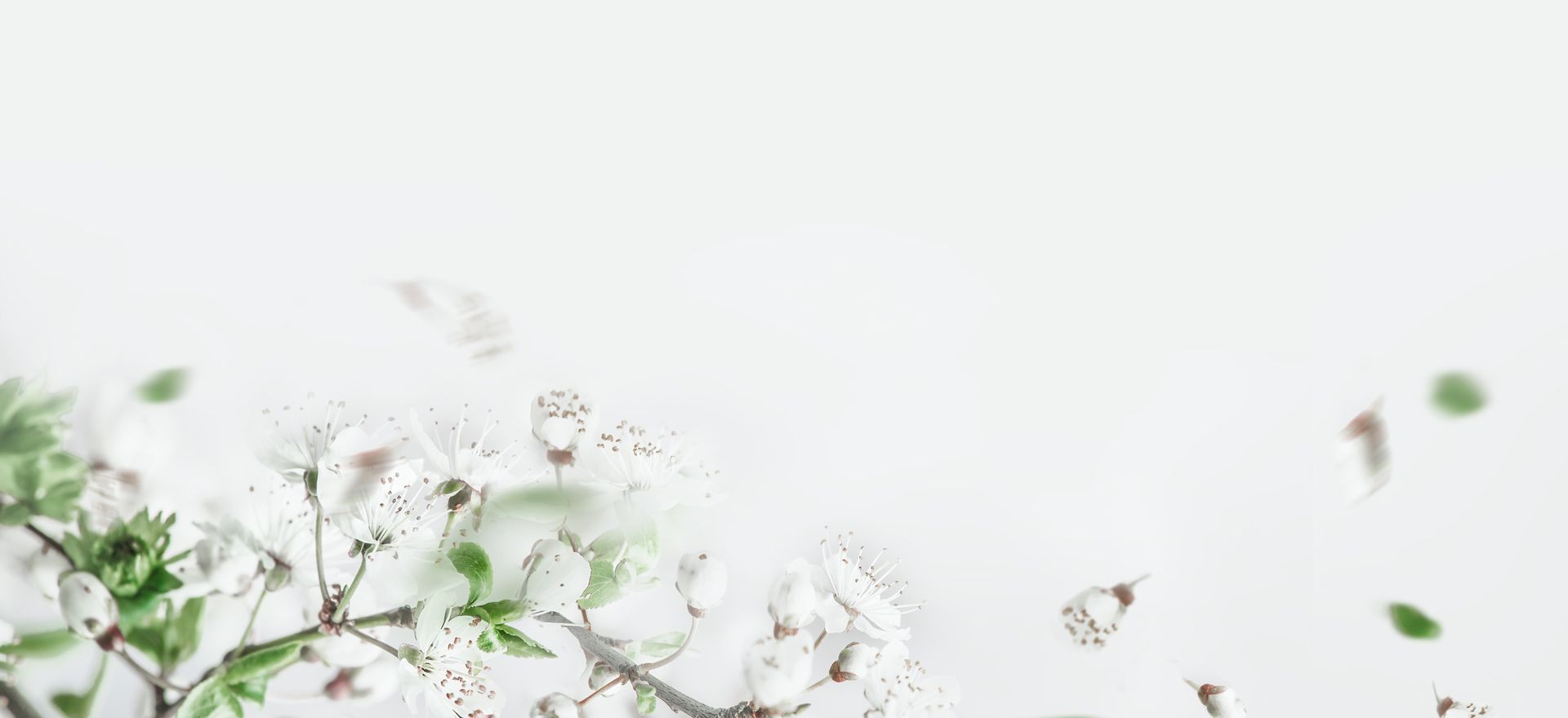 Weiße Blüten auf hellem Hintergrund